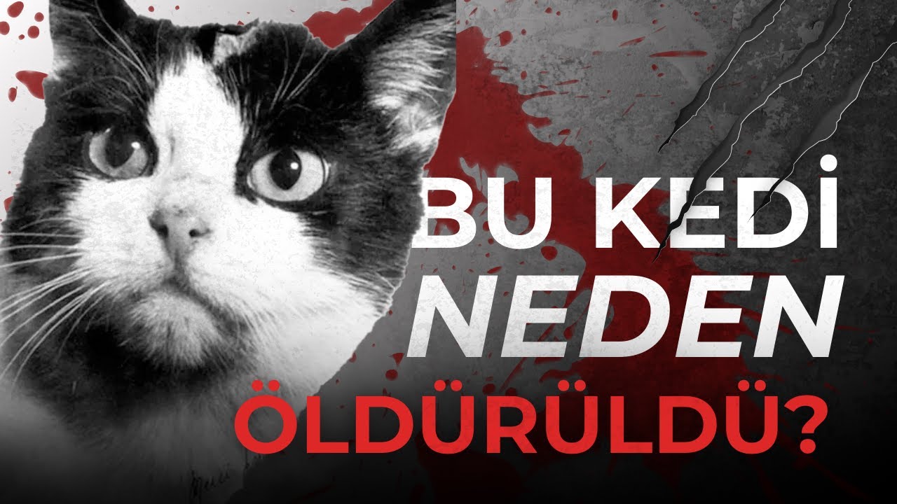 Geri D&ouml;nd&uuml; Ama Yaşatmadılar: Uzaya Giden Tek Kedinin Sırrı: Felicette...
