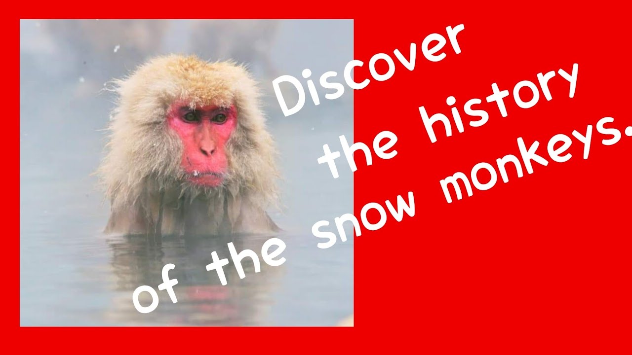 JAPAN : Snow Monkey in Nagano, Japan .
