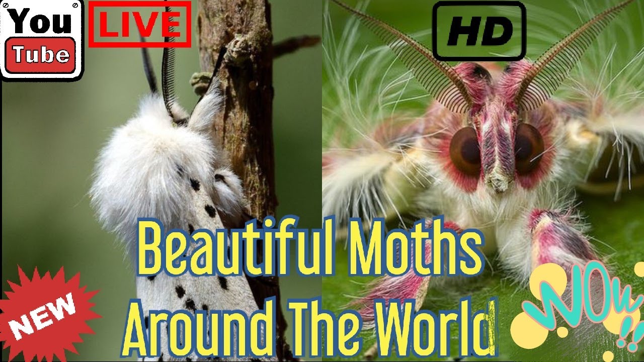 Most Beautiful Moths In The World | Amazing Moths Around The World |