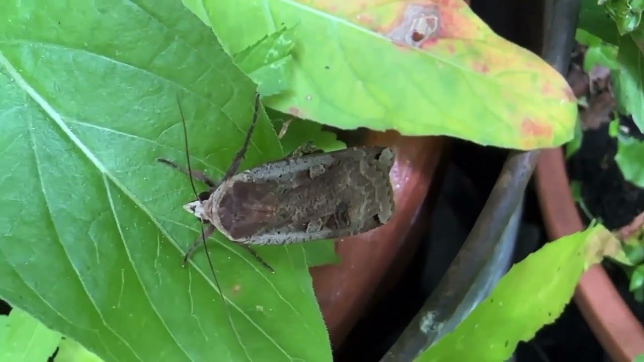 Huismoeder, Noctua pronuba 17 augustus 2023
