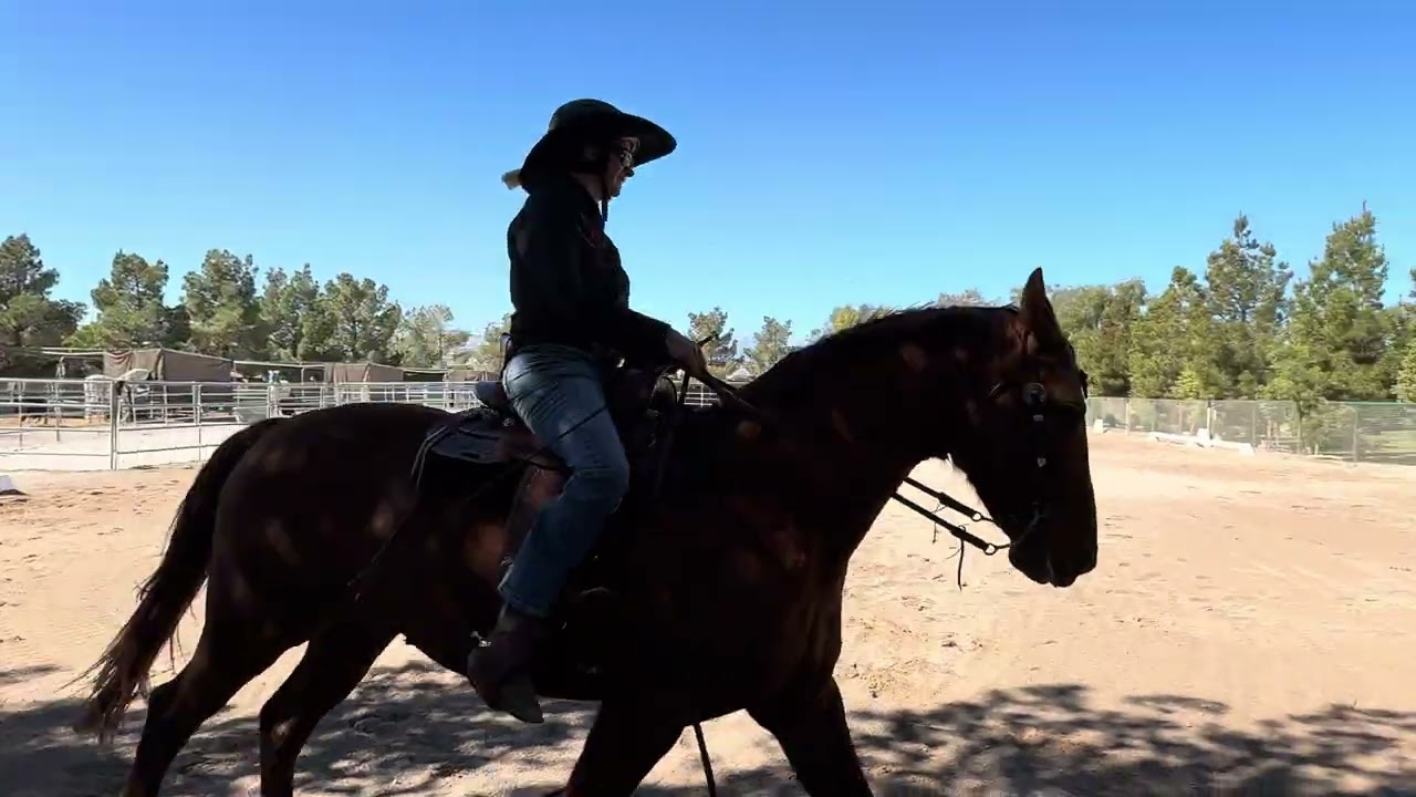 NVWDA Dressage Show Online March 2026 L1T3