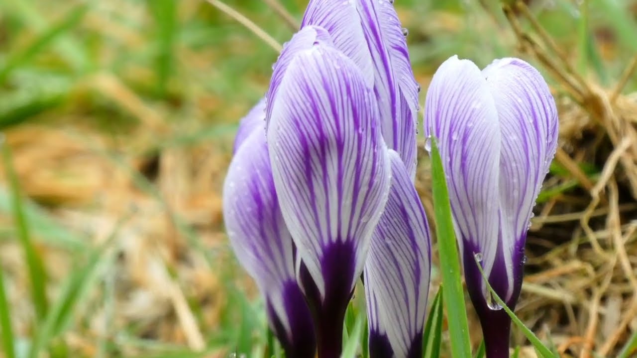 Die Zuversicht in dir stärken | Naturverbundenheit, Achtsamkeit und Demut 