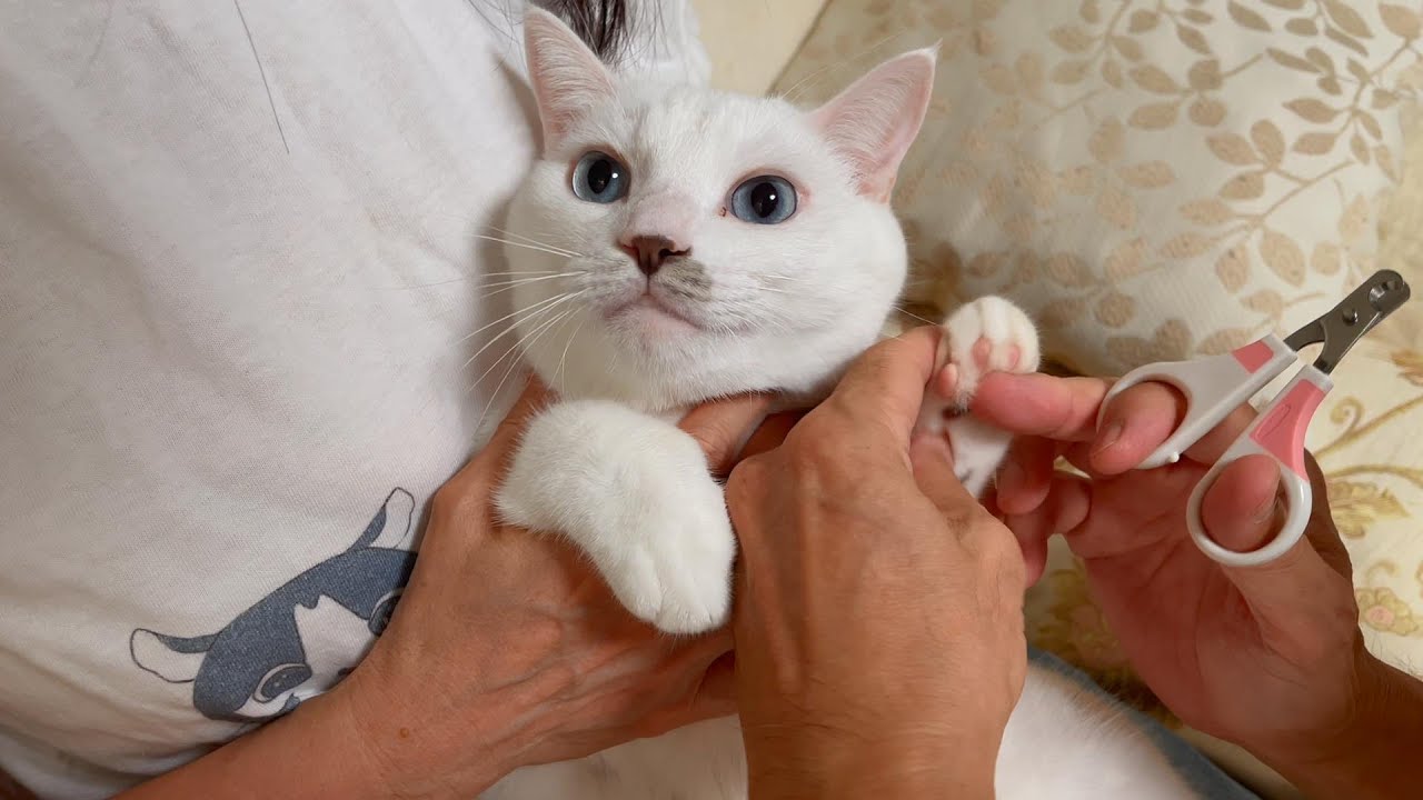 爪切りが怖いのに精一杯我慢する弟猫が可愛い過ぎました