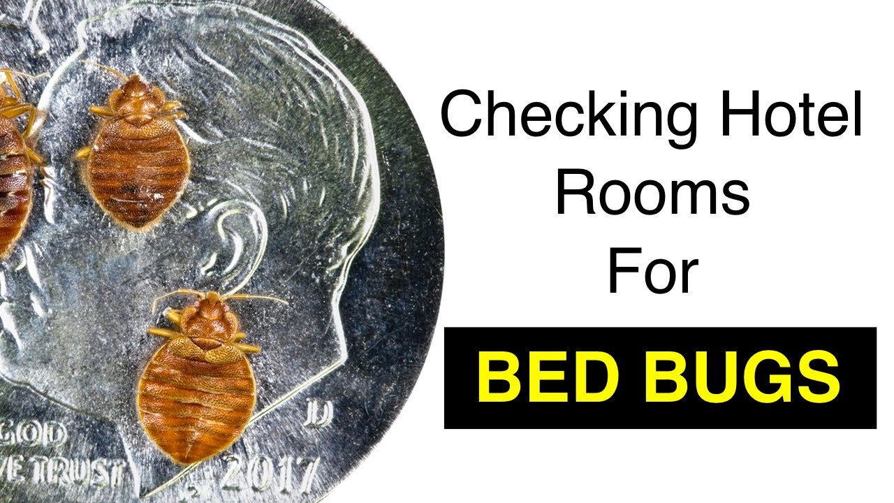 Checking Hotel Rooms for Bed Bugs