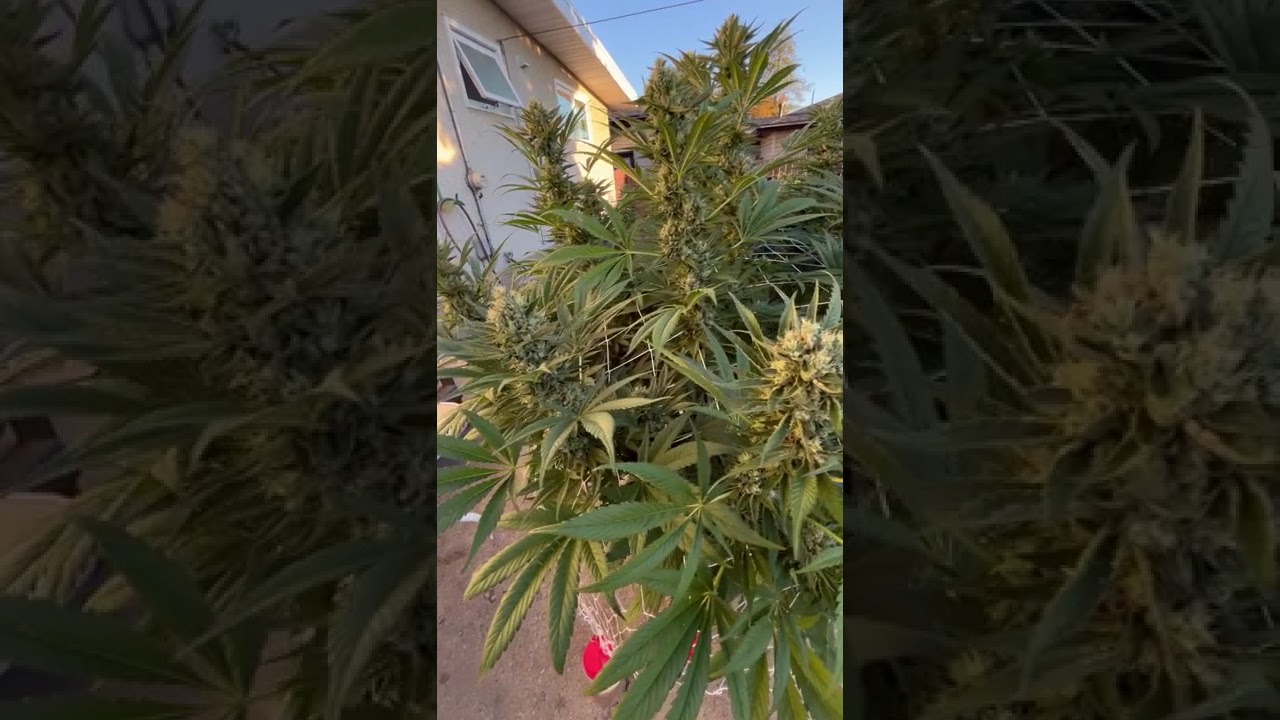 Tropicana Cookies FastFlower | Fast Buds by Northern Ent