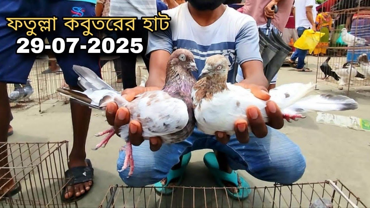 29-07-2025 ফতুল্লা কবুতরের হাট | kobutor hat | Fatullah pigeon market | কবুতরের দাম | Pigeons price