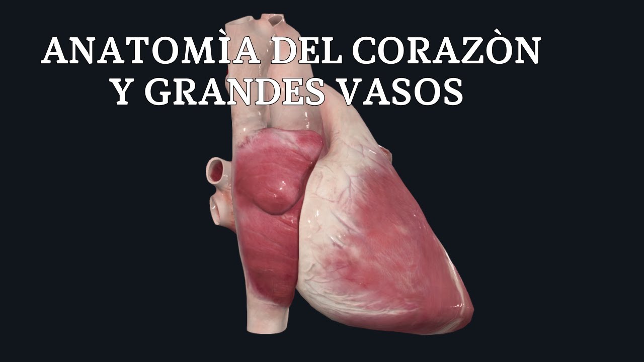 ANATOMÌA DEL CORAZÒN Y GRANDES VASOS 3D