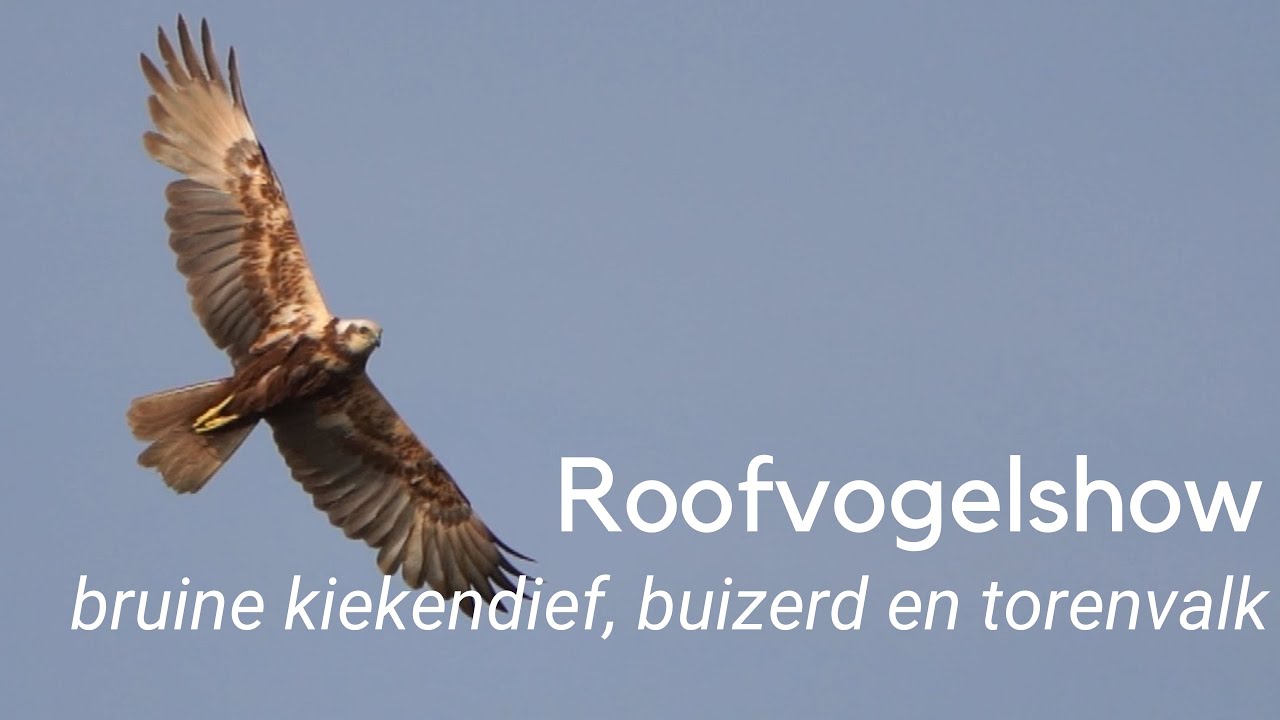 Een roofvogelshow met bruine kiekendief buizerd en torenvalk #1242