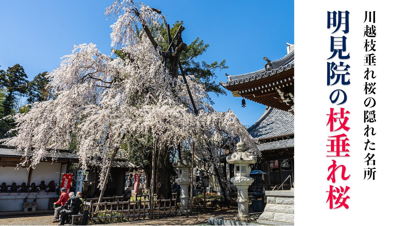 川越明見院 枝垂れ桜【桜2023🌸】川越の枝垂れ桜の名所 - Kawagoe Myoken-in Temple Weeping Cherry Trees