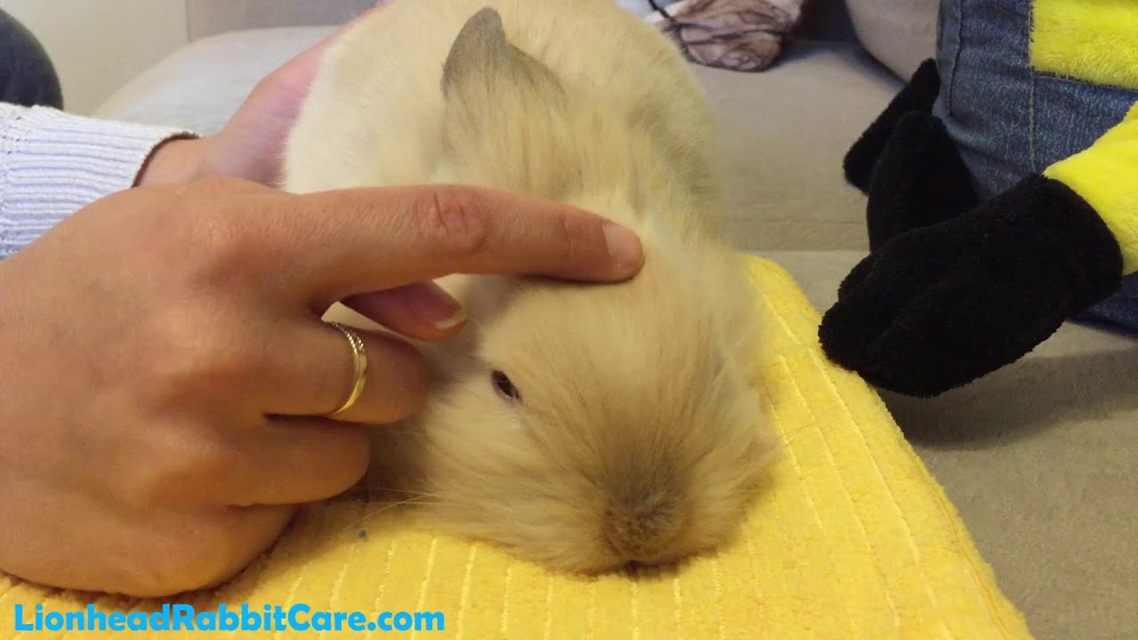 Lionhead Rabbit Gets Full Body Massage