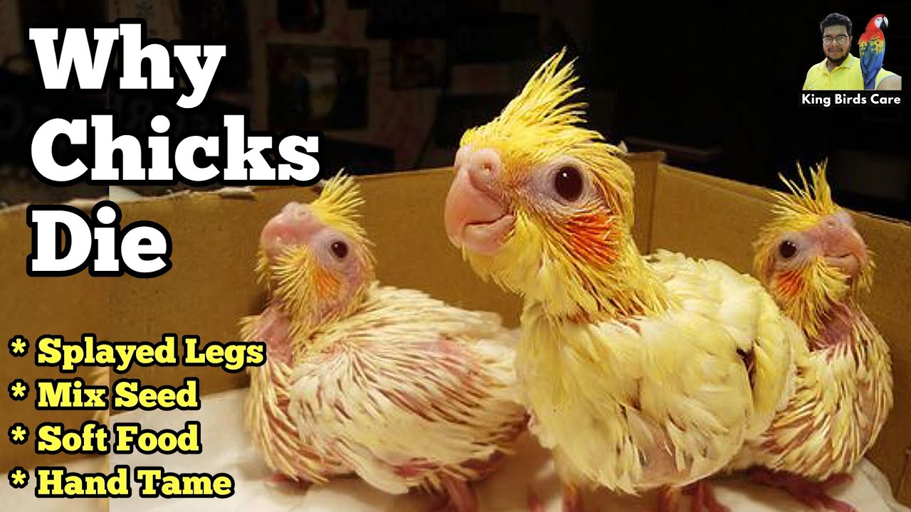 Cocktail chicks care | Cocktail parrot breeding | Cockatiel care guide | Cockatiel | Cockatiel