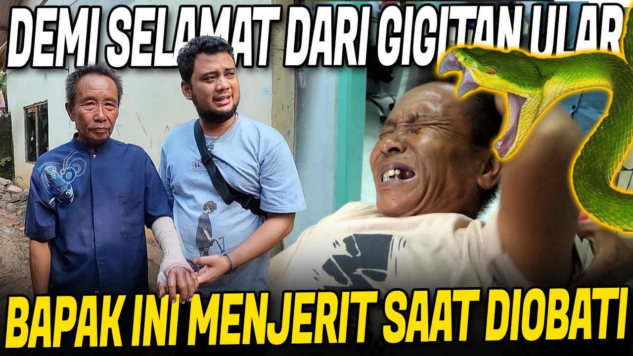 NOLONG KORBAN GIGITAN ULAR HIJAU EKOR MERAH !! KORBAN GAK KUAT NAHAN SAKIT