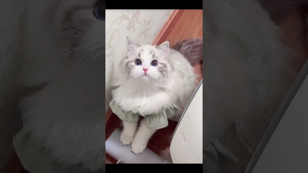 I'm Cat Princess, am I cute? ~😘😘😘 #pet  #household pet  #cat  #usa