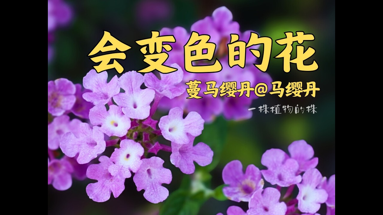 路边常见的蔓马缨丹和马缨丹—花色会变，是它们的授粉策略
