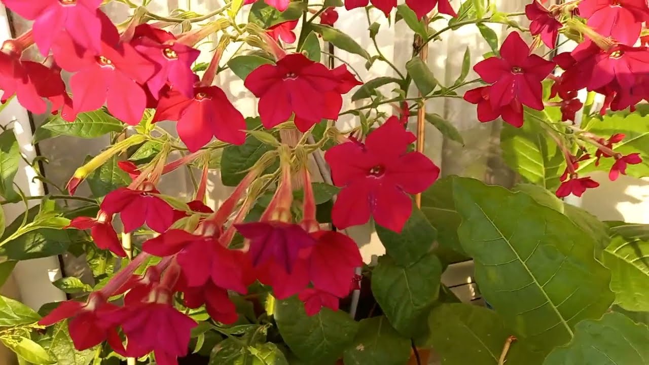 How to grow Nicotiana Alata indoors?