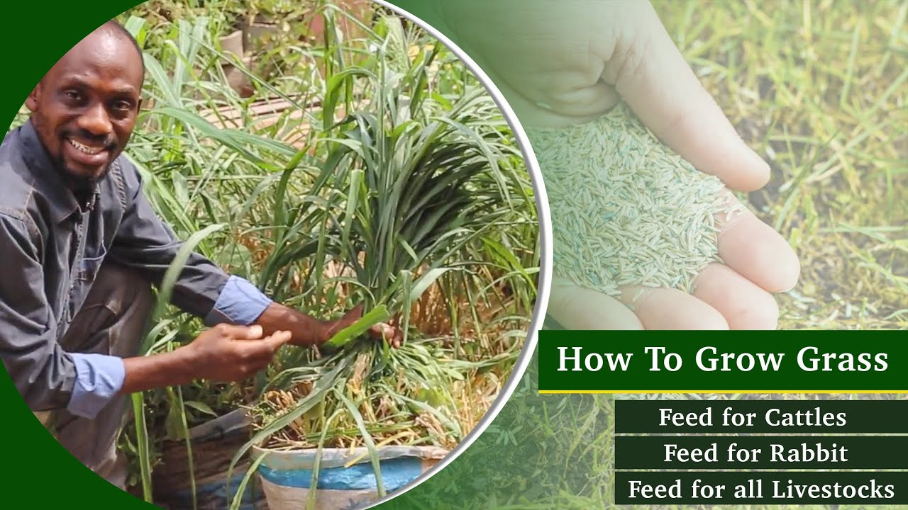 How to Grow Grass for Livestock || Grow Hay for Rabbit, Goat, Cow, Sheep #grass #livestock #farm