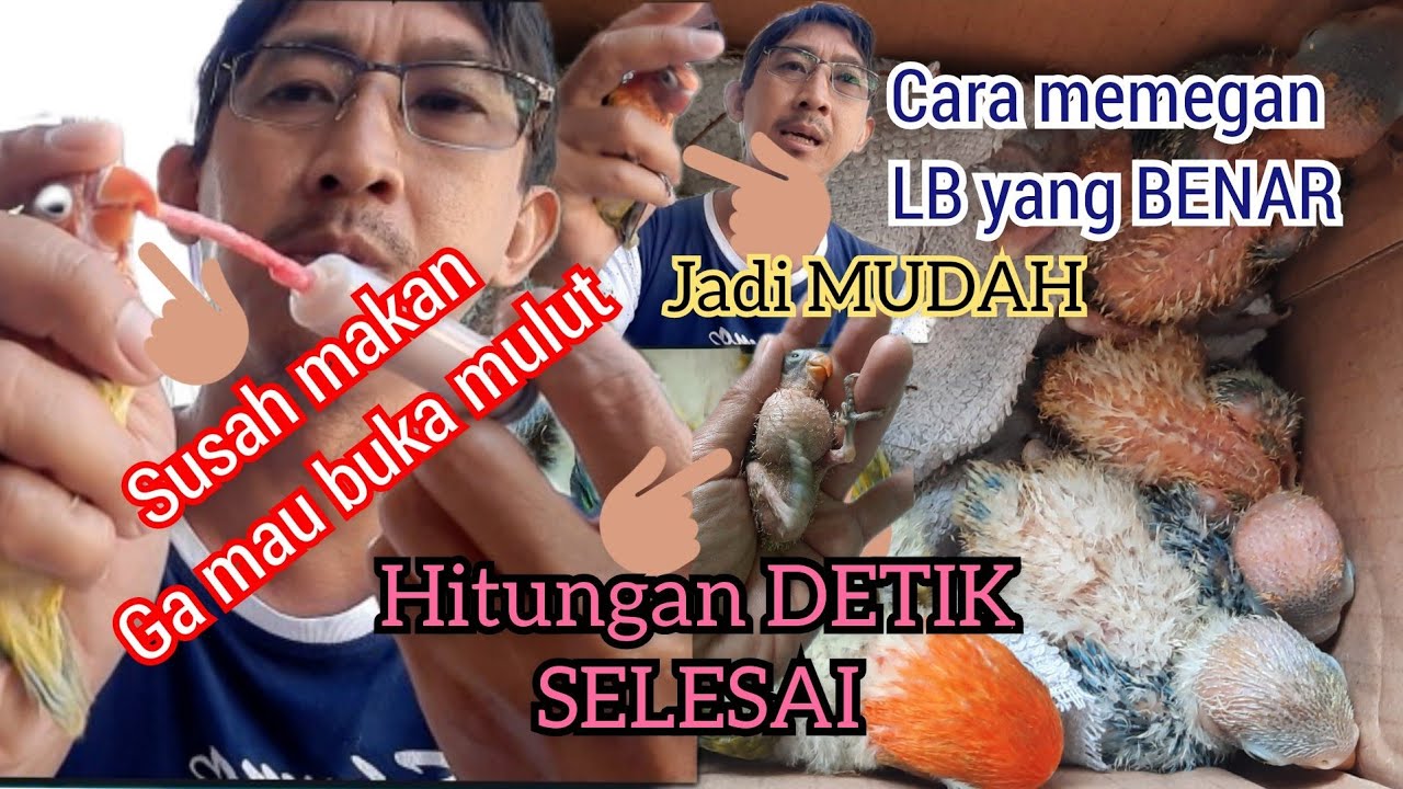 Cara meloloh anakan lovebird mudah dan cepat