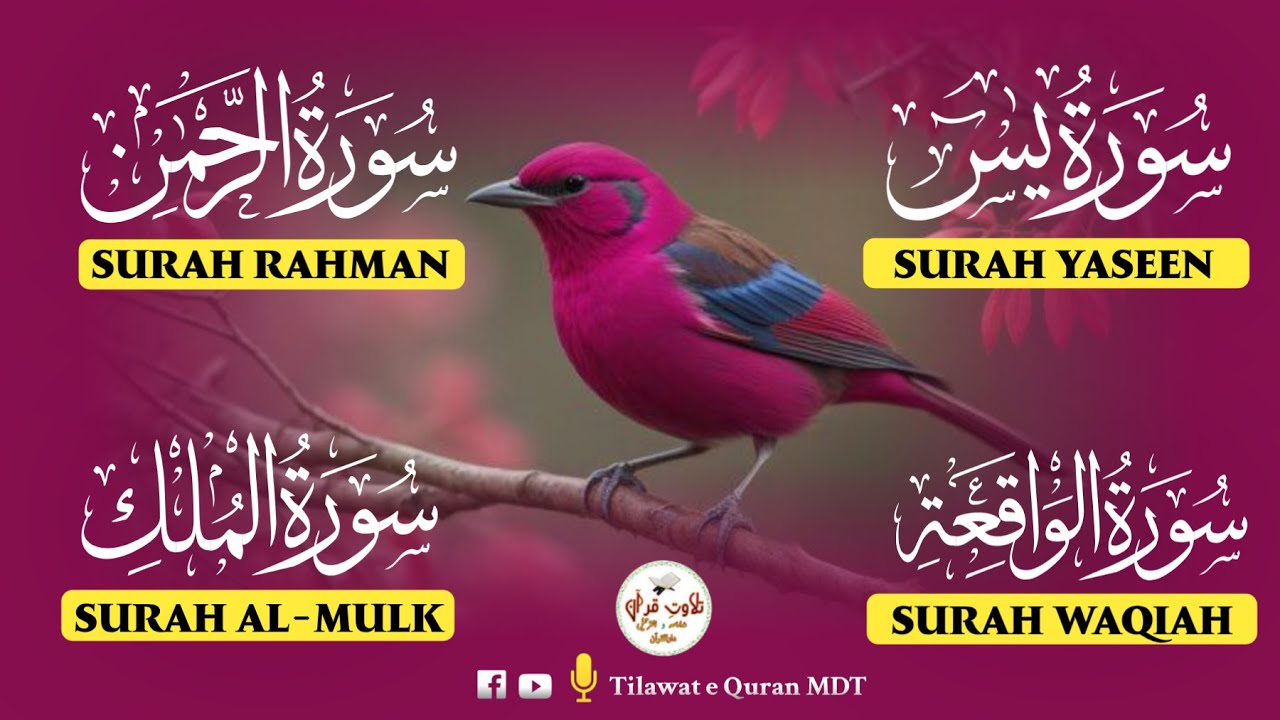 Hear Touching Quran Recitation | Surah Waqiah, Rahman, Yasin & Mulk | الواقعة، الرحمن، يس، الملك