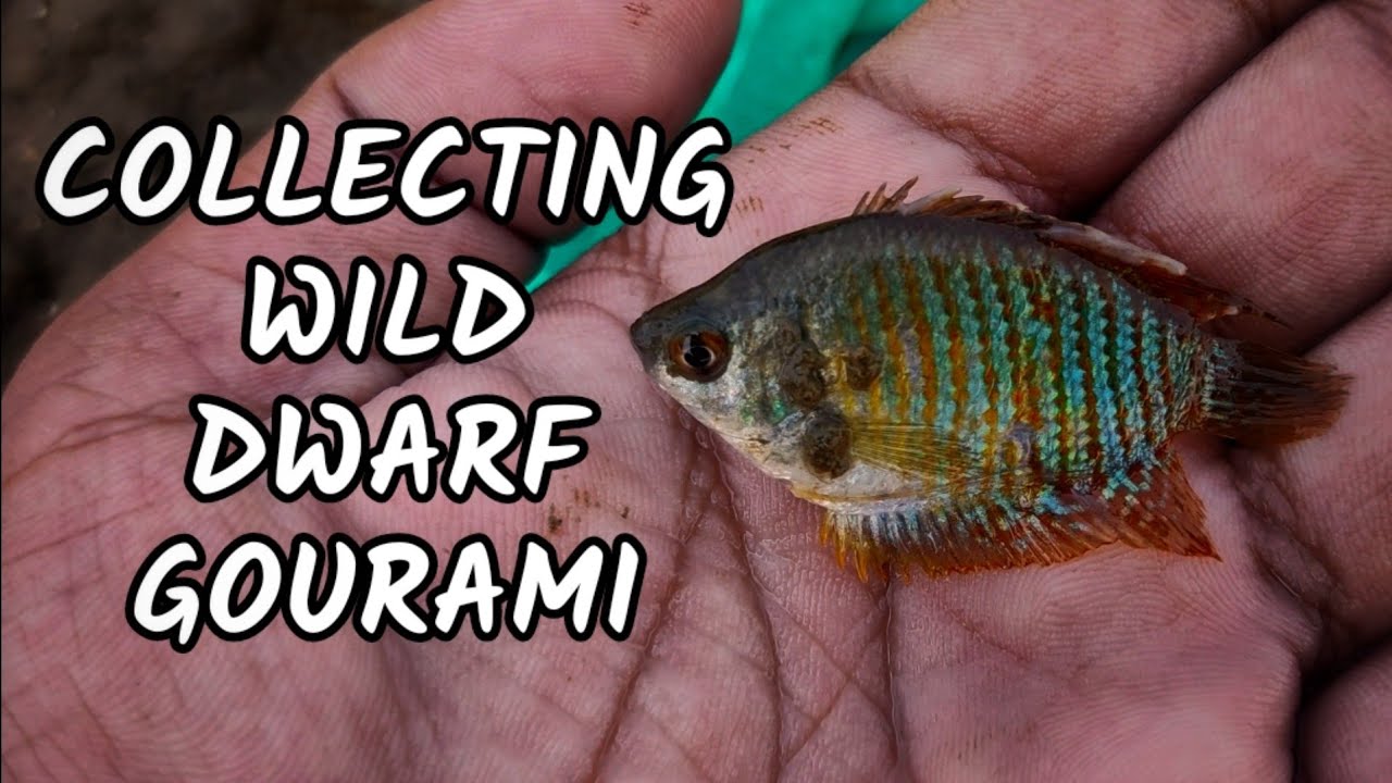 Collecting DWARF GOURAMI in Wild | Natural habitat of Dwarf gourami | Aqua adventure |