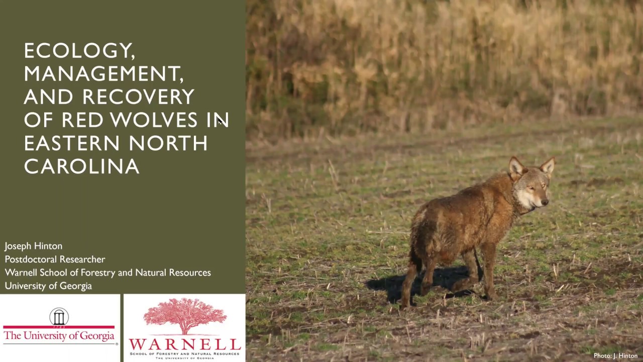 Ecology, Management, and Recovery of Red Wolves in Eastern North Carolina, with Joseph Hinton, Ph.D