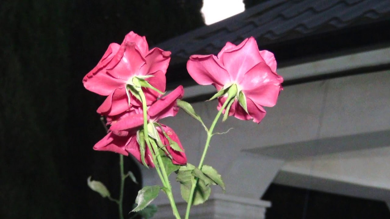 Vaqif bəyin toyu Novxanı kəndi 01.07.2023