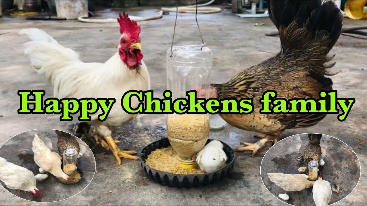 Feeding Chickens || Happy chickens family #pets #chickens