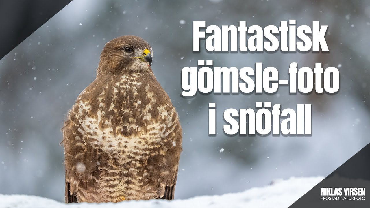 Fantastisk gömsle-foto i snöfall!