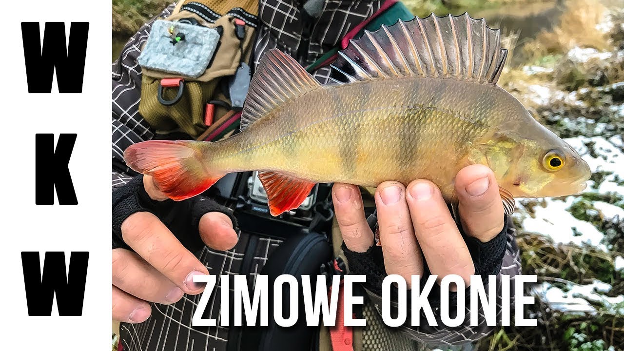 Zimowe Okonie na spining z małej rzeki | Wyprawa nad nieznaną wodę | Łowienie w grudniu