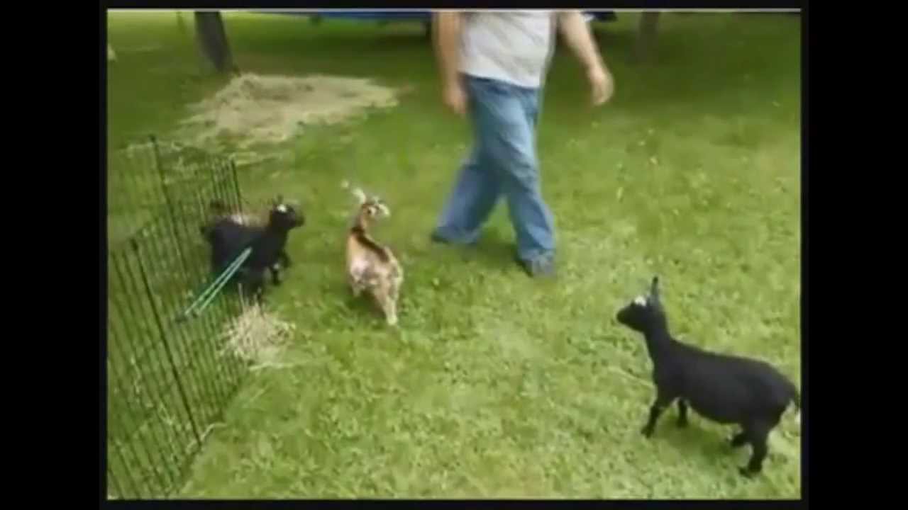 The Craziest Videos Compilation MAY 2013