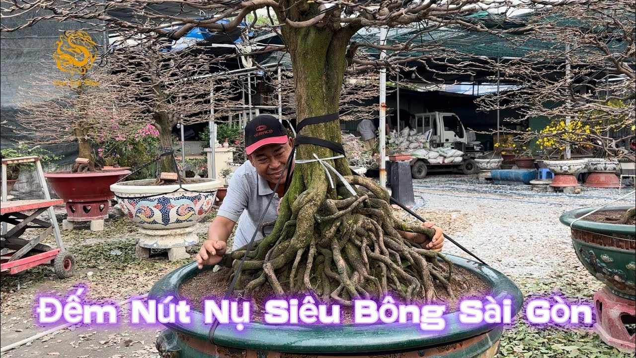 💥Đếm nút nụ Siêu Bông Sài Gòn ở Vườn Mai Phương Bình|Vùng Đất Rồng 