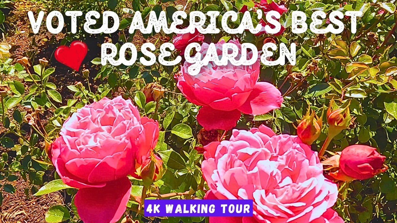 America's Best Rose Garden: The Most Romantic Spot in San Jose CA 🌹 💐 #rose #rosegarden