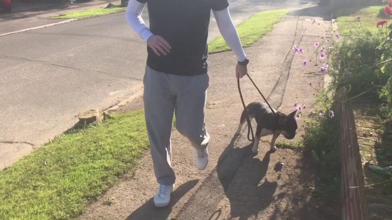 FRENCH BULLDOG REGGIE | DOG REACTIVE | REWARDING CALMING SIGNALS | PART 1