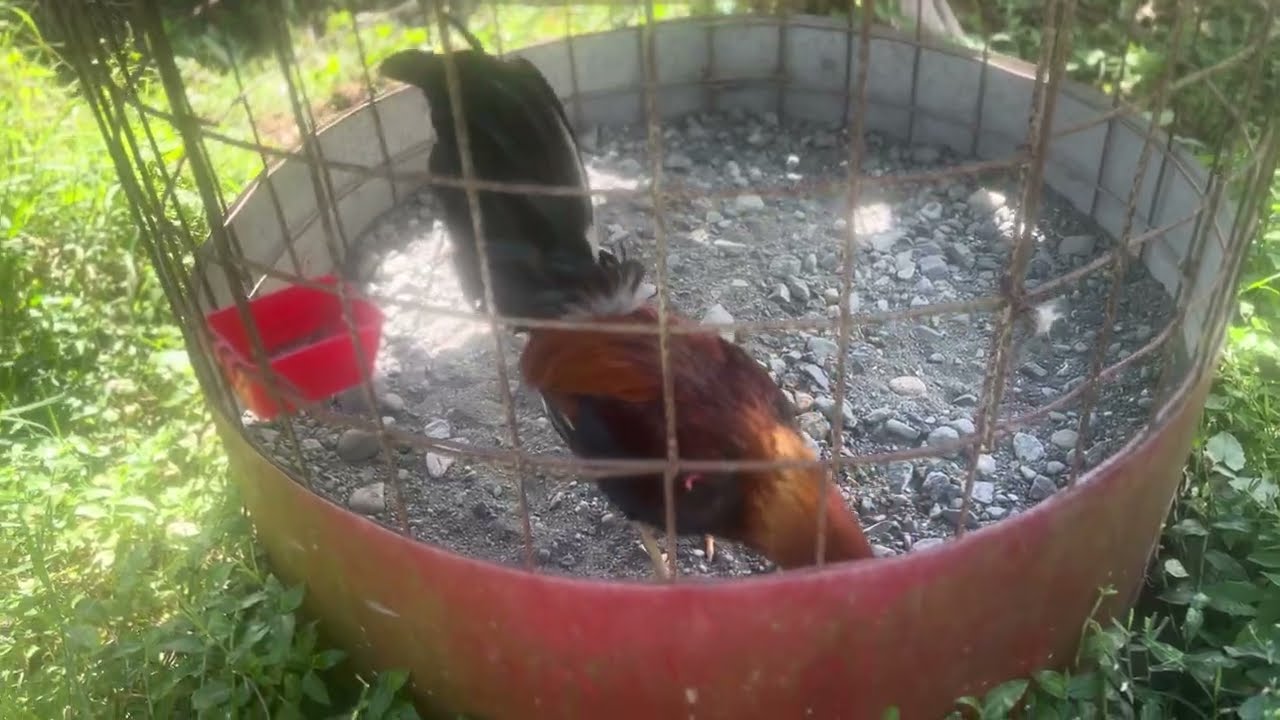 En la crianza de gallinas, como manda la madre, a la naturaleza, no puede faltar un Conuco. 