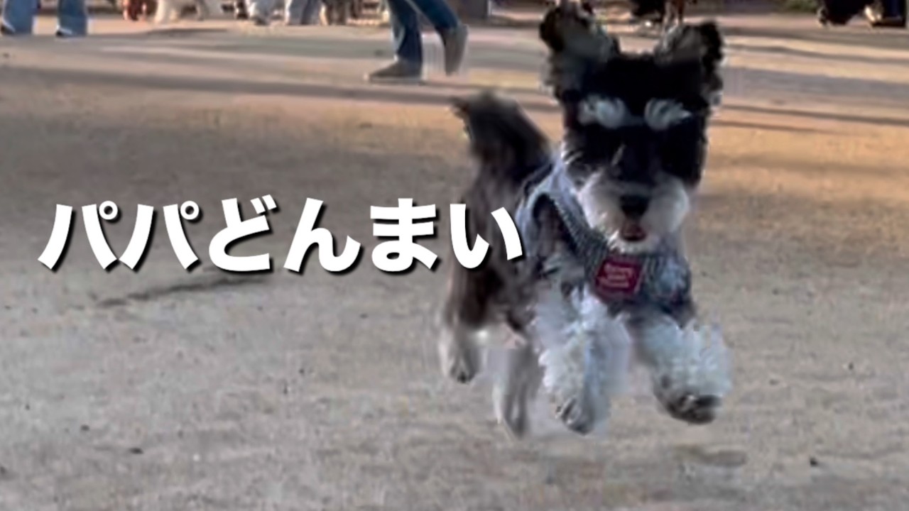 【遠足】愛犬を待ち受けていた、パパの失態…。全力で走る君の姿に救われた休日VLOG