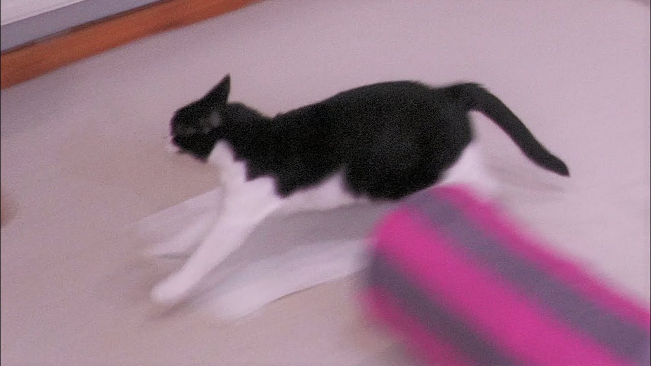 Cat Zoomies | Mrrp