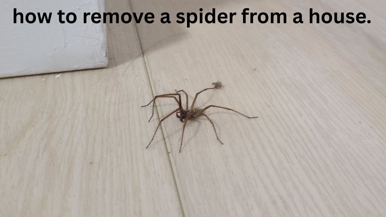 how to remove a spider from a house.