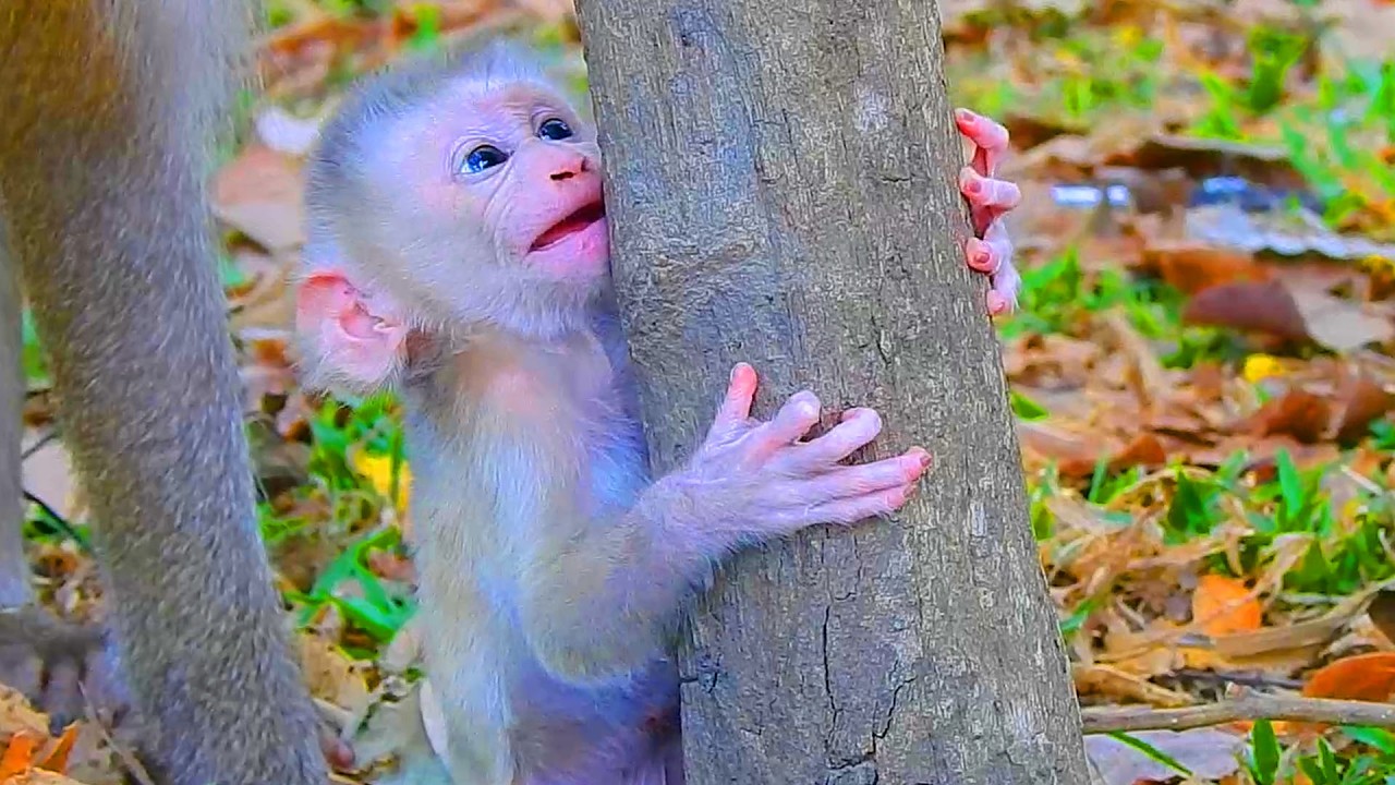 Unbelievable newborn Levy wants to climb the tree like brother Leo, He can't climb coz he is young