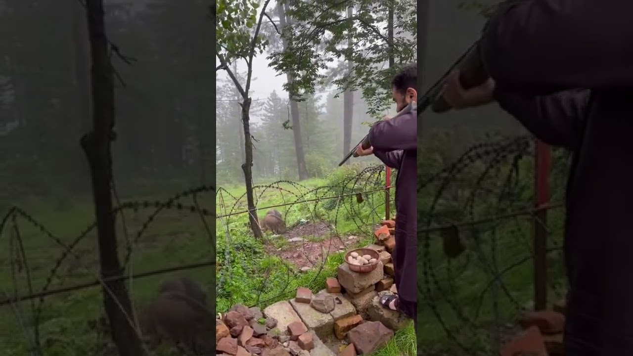 Wild boar hunting | Sufi Hamza #sufihamza #wildboar #hunting