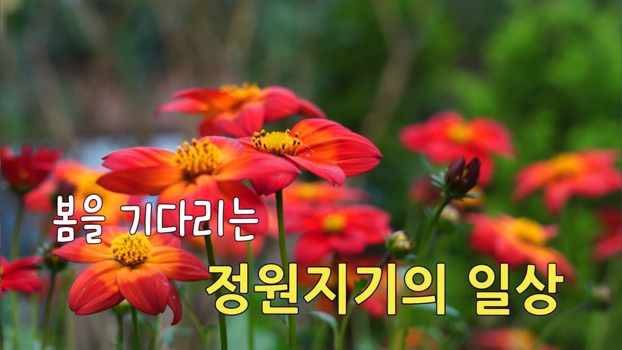 봄을 기다리는 정원지기의 일상/한 겨울, 파종이 새싹을 옮겨 심고