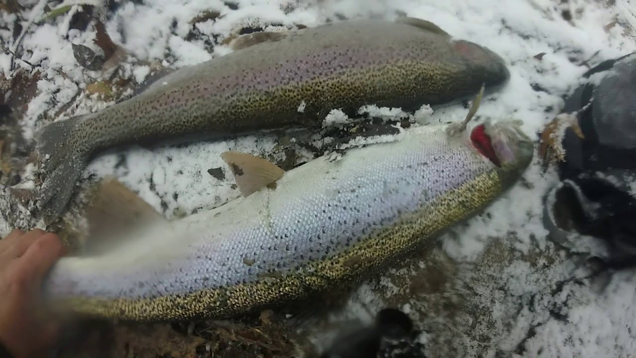 Crazy HARBOR Fishing Action for Spring COHO SALMON and STEELHEAD Trout-- Lake Michigan Fishing 2021