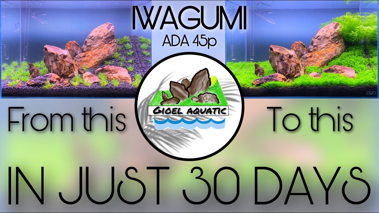 [1 Month Update] IWAGUMI on ADA 45-P