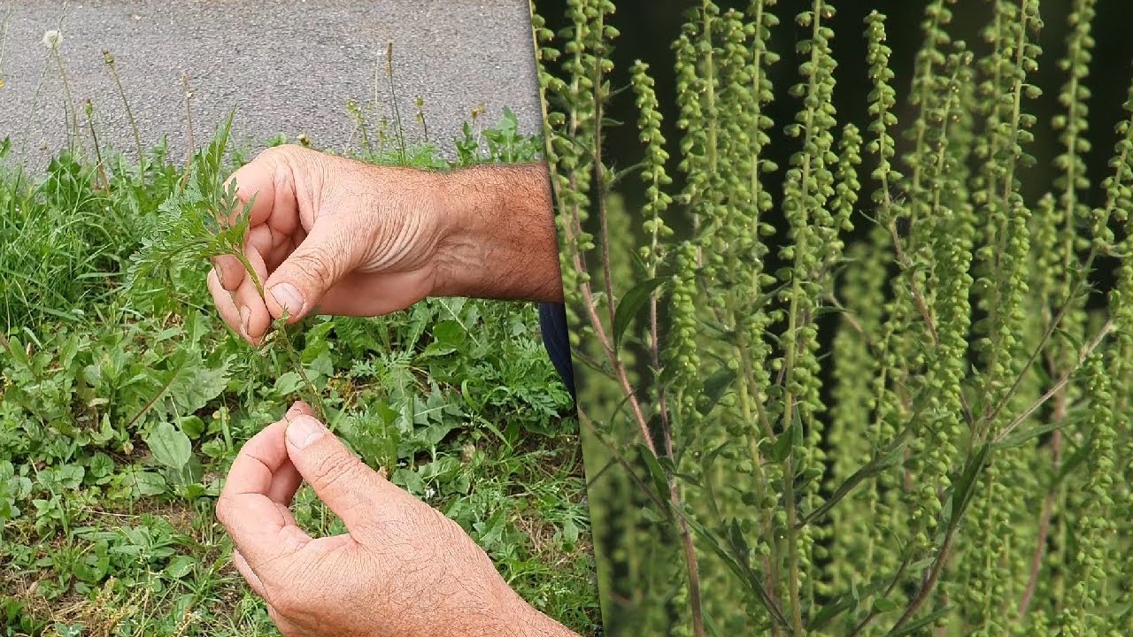 Doba je rasta ambrozije, zaustavimo je na vrijeme: Evo kako je uništiti - 09.07.2020.
