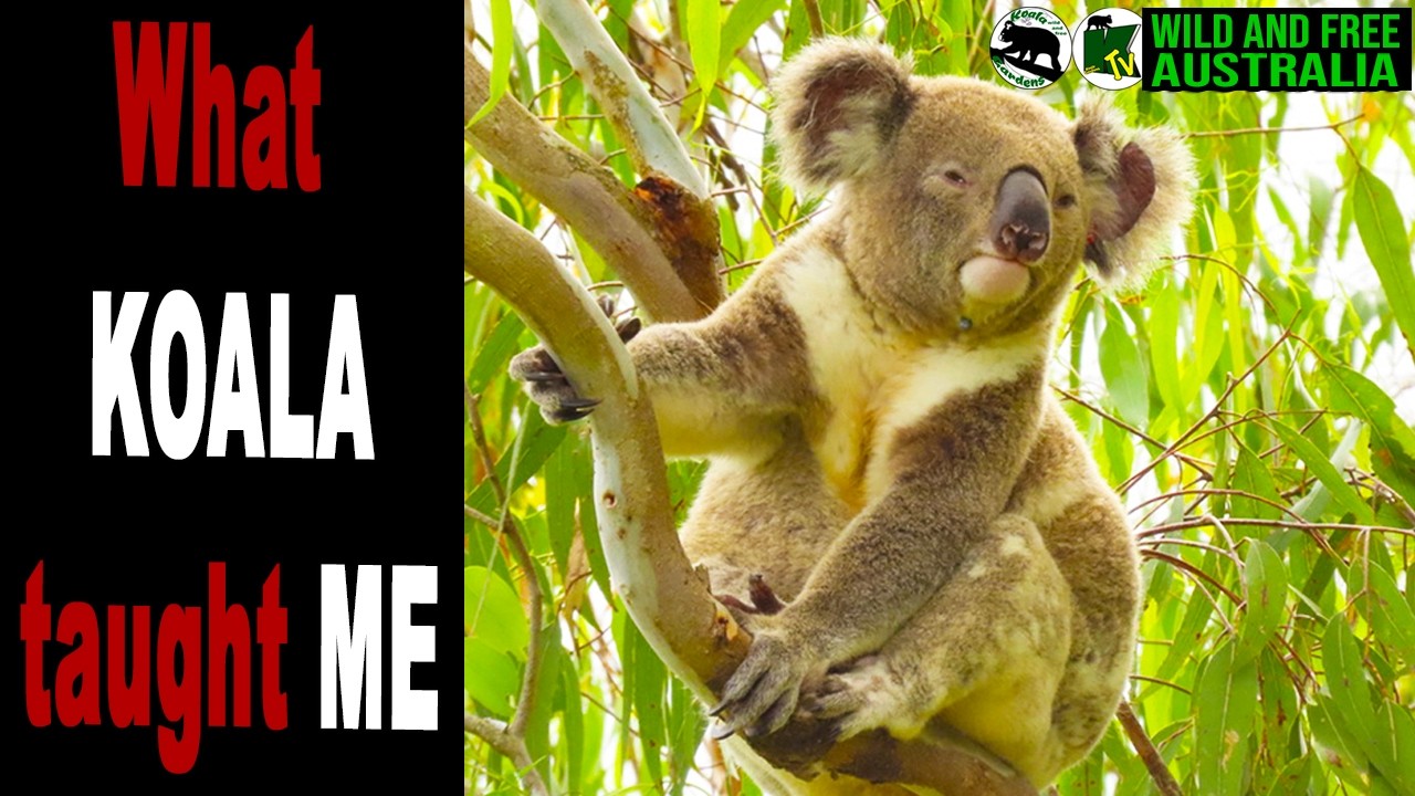 Koalas have taught me how to be mindful about everything I do