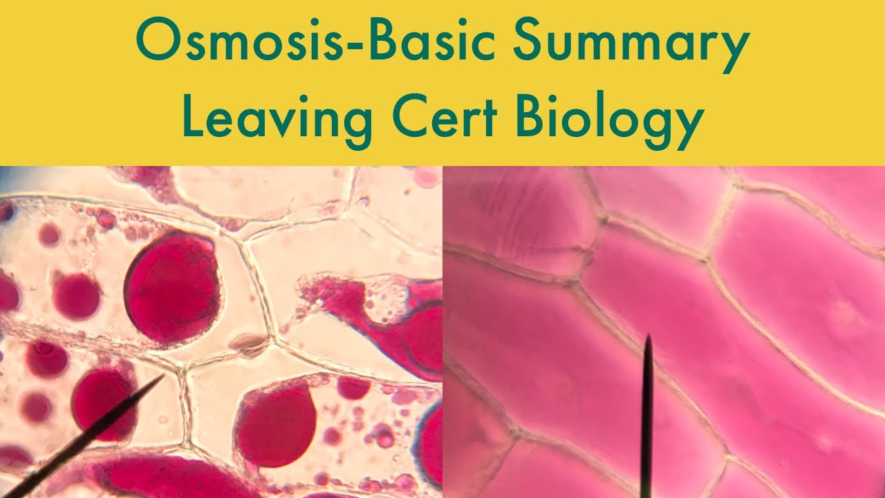 Osmosis- Leaving Cert Biology-Basic Summary