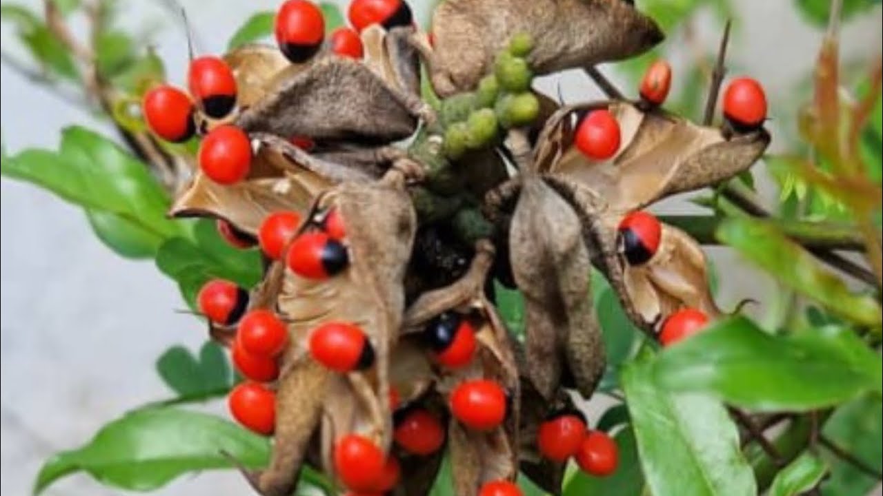 Ensonga zino nkulunyo wuliriza bulunji. 