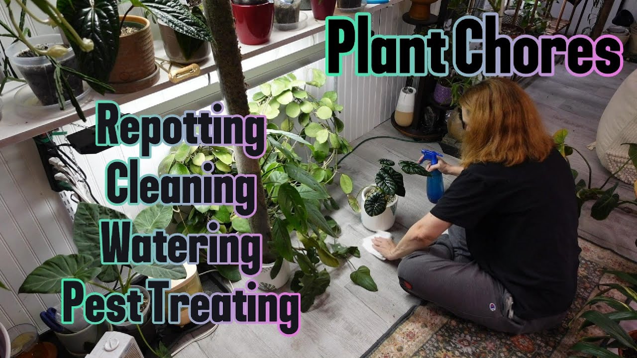 Repotting, cleaning, watering and pest treating | Catching up on some plant chores