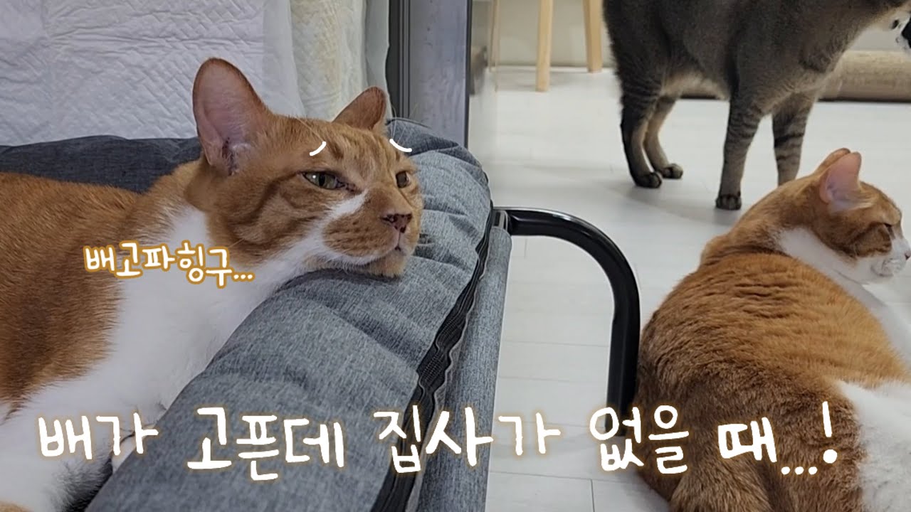 배가 고픈데 집사가 없을 때는 어떡하나요?!