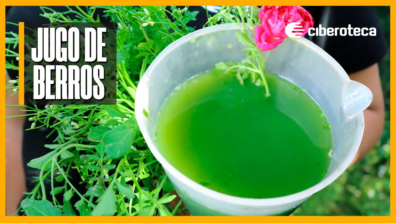 Jugo saludable de berros | Ciberoteca