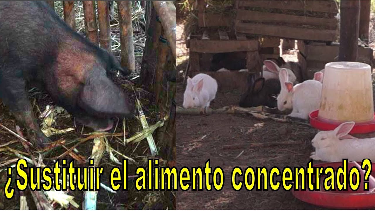 Caña de azúcar como alternativa energética  en la alimentación de animales