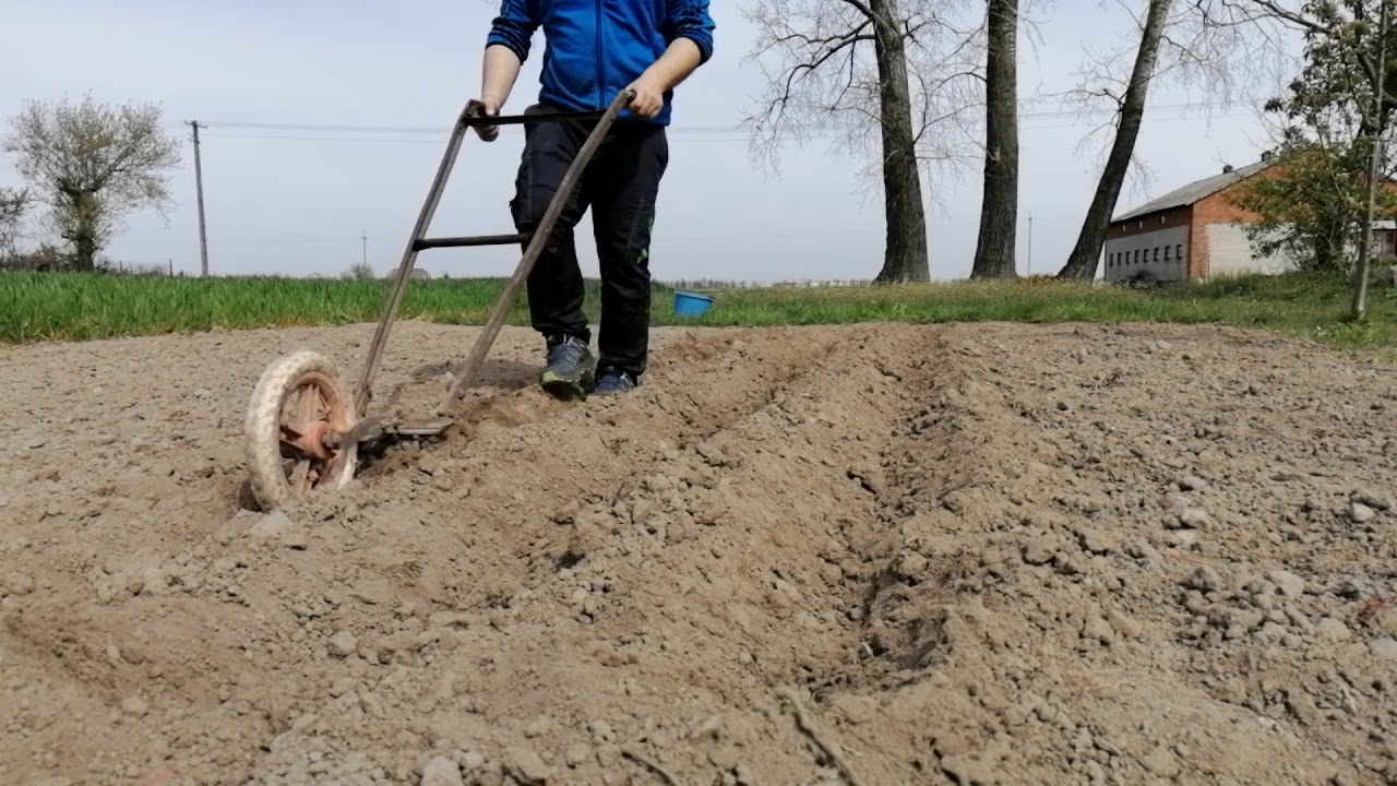 Ręczne Sadzenie Ziemniaków [Obsypywanie Ręcznym Obredlaczem]#Timelapse